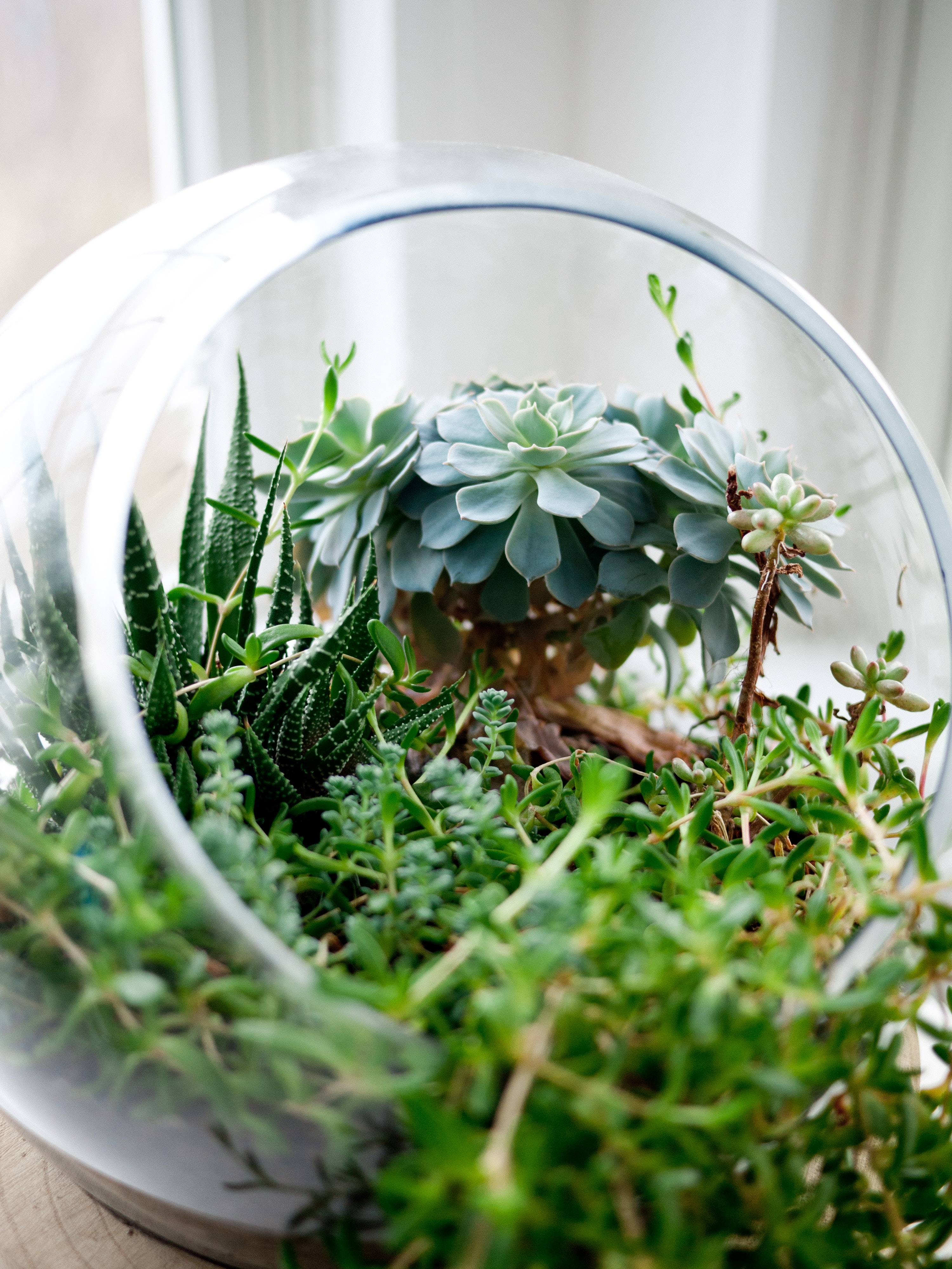 Small plants of different textures planted in a glass bowl with hole on side. 