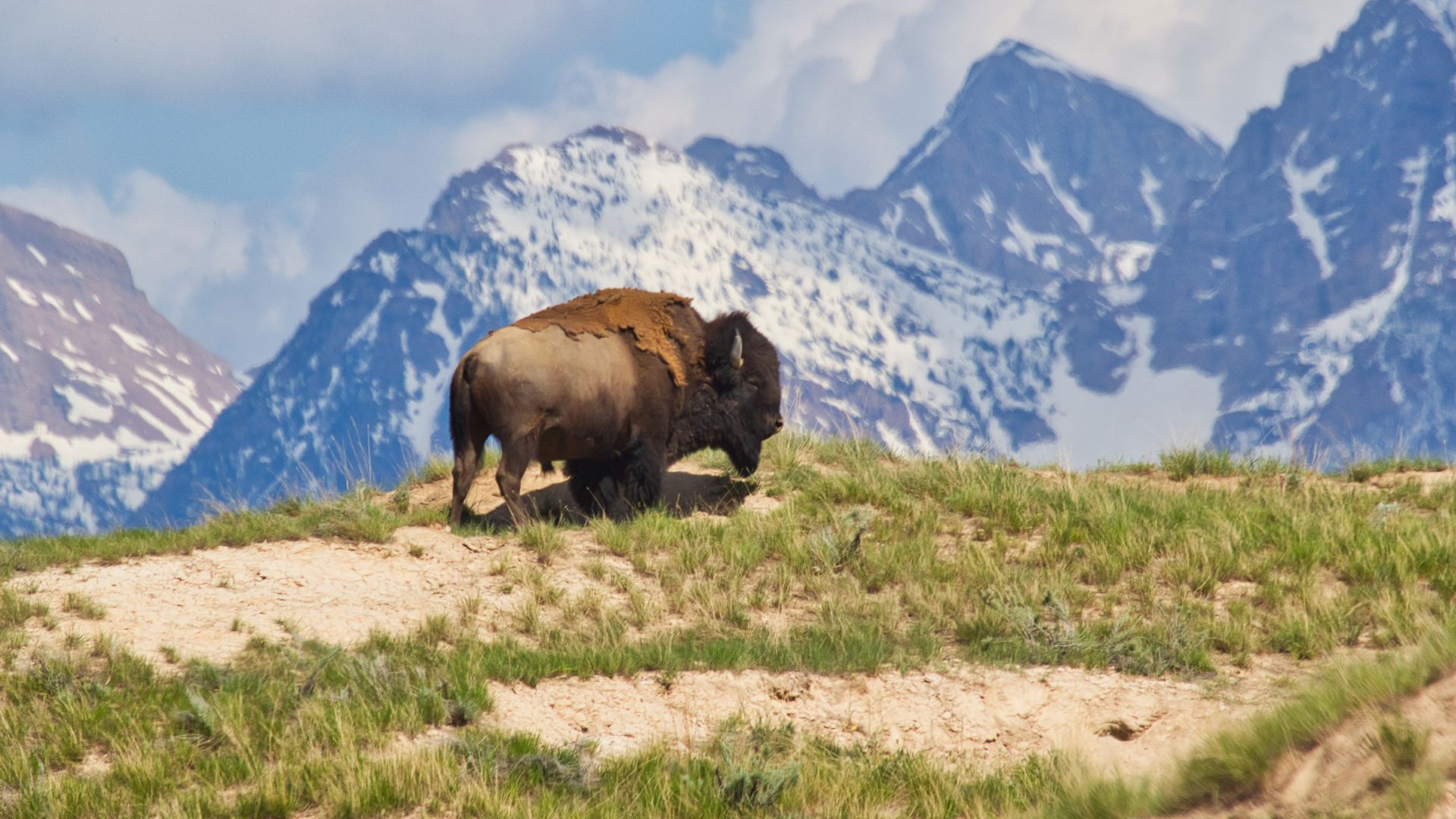 Bull buffalo on a field in front of snow-covered peaks