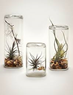 Mini Terrariums