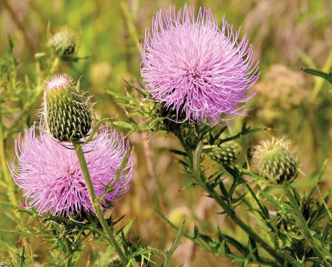 Canada Thistle