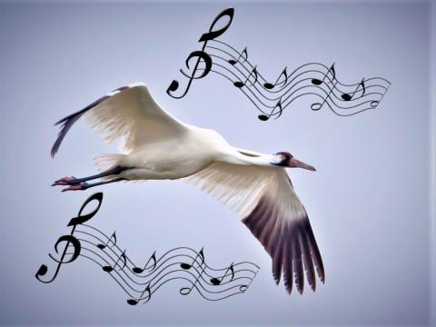 Bird music