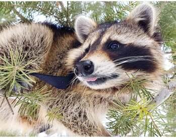 Ringo the Raccoon