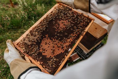 bees on hive screen