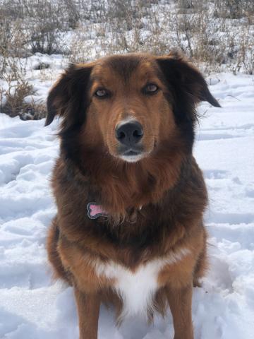 Joy Bells Pet Partner's dog