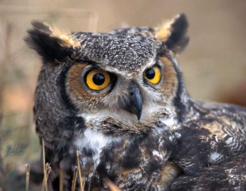 Great Horned Owl closeup