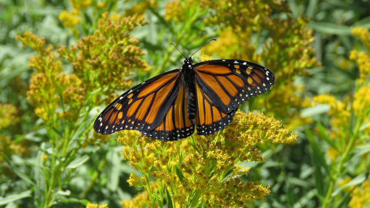 monarch butterfly on a leaf