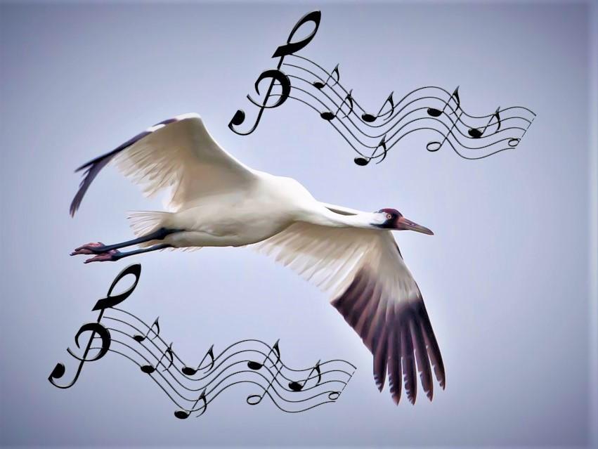 Bird music