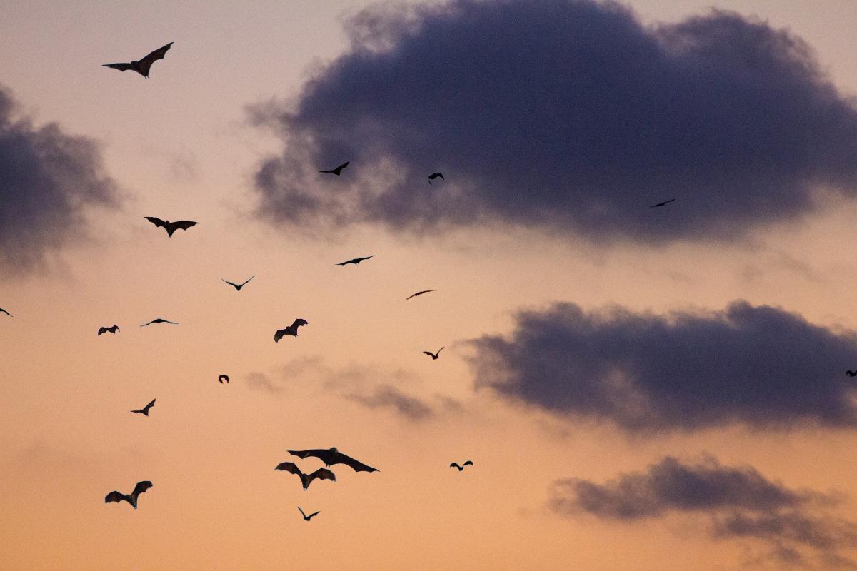 Bats flying in the sky at dusk with clouds