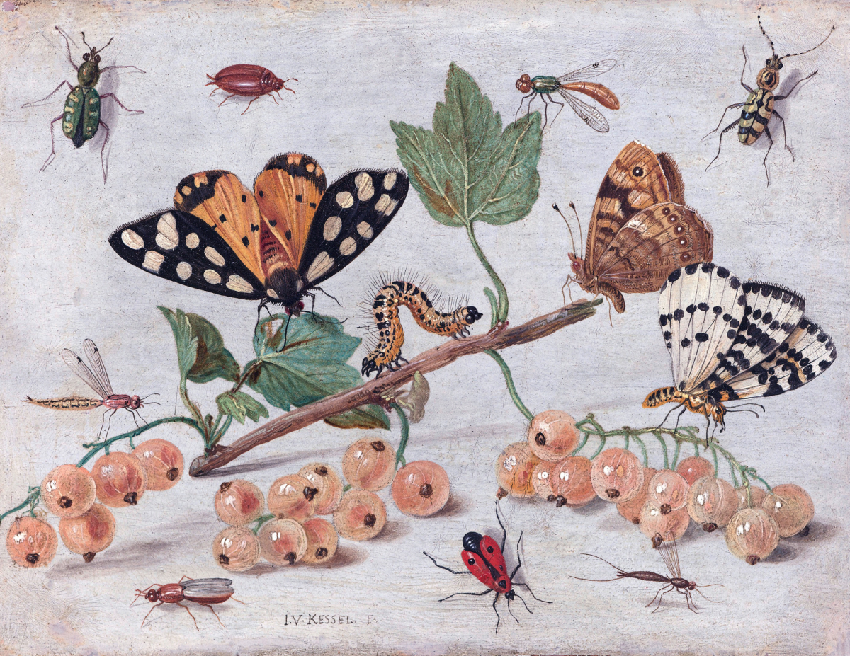 illustration of insects